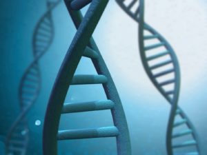 DNA Linked to Longer Life?