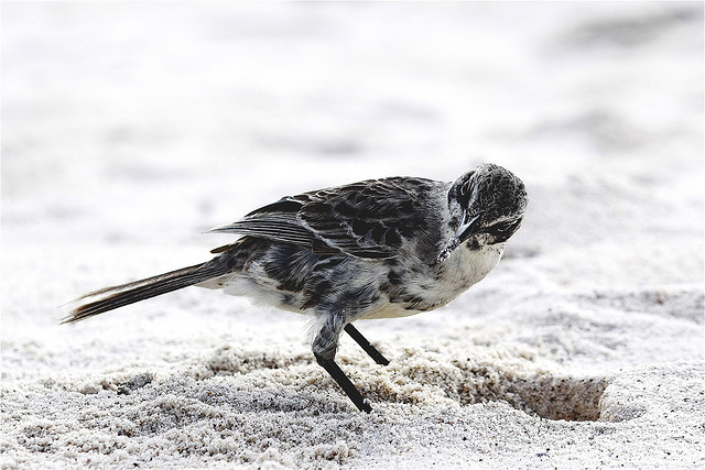 Hood Mockingbird