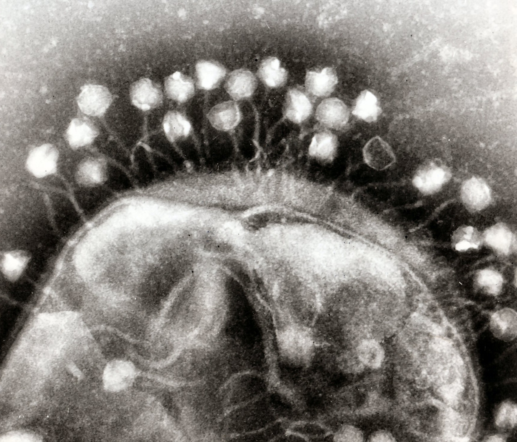 bacteriophage