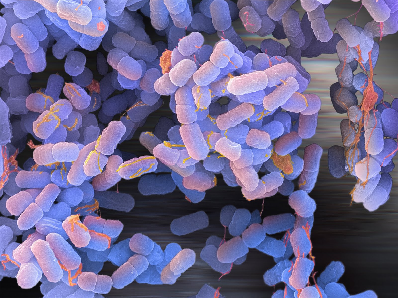 E. coli bacteria