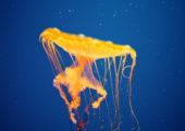 Scientists Create Artificial Jellyfish Using Rat Cells