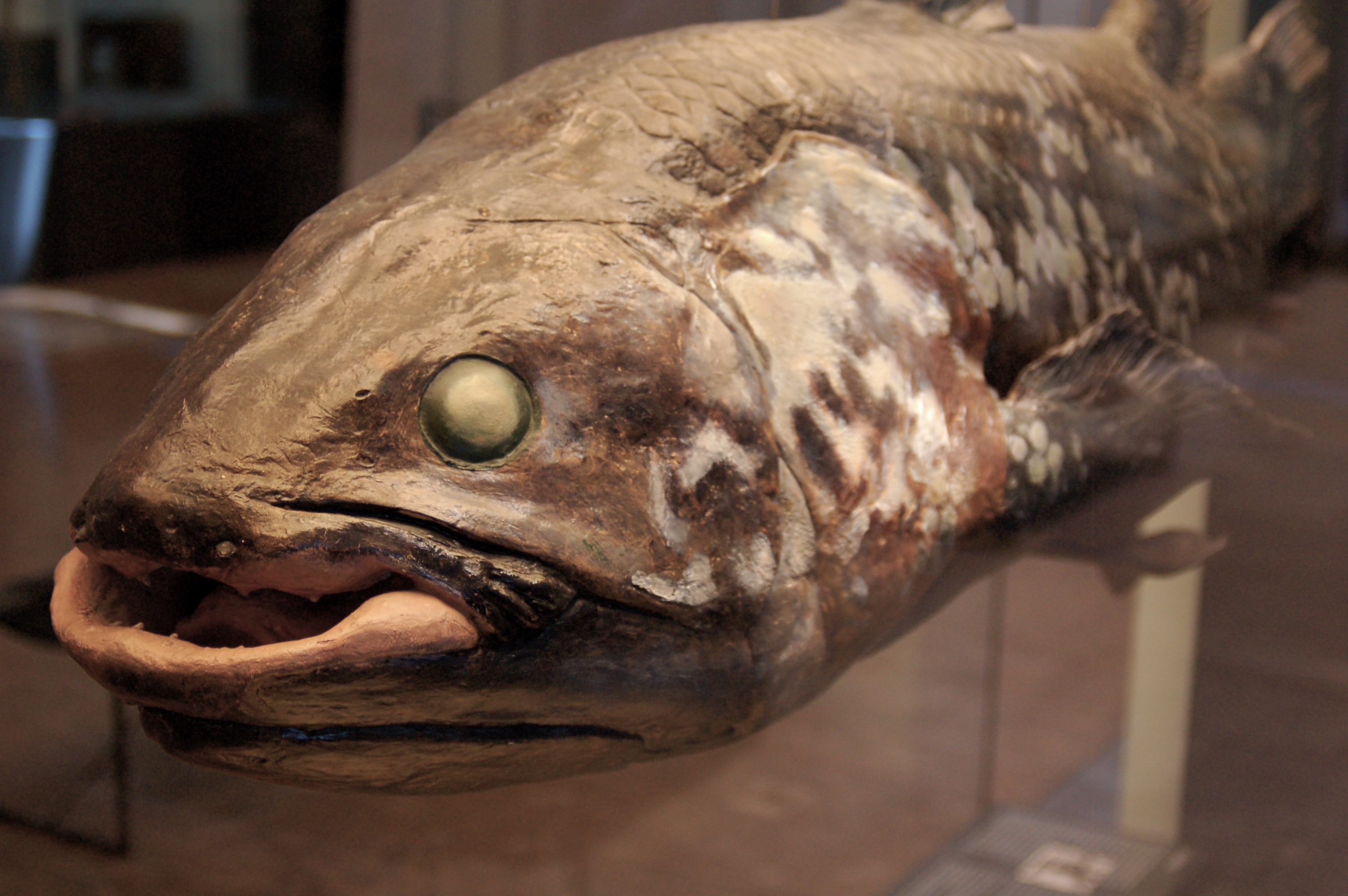 coelacanth feature image