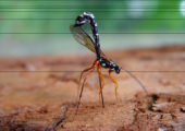 Carl Zimmer Talks Parasitic Wasps