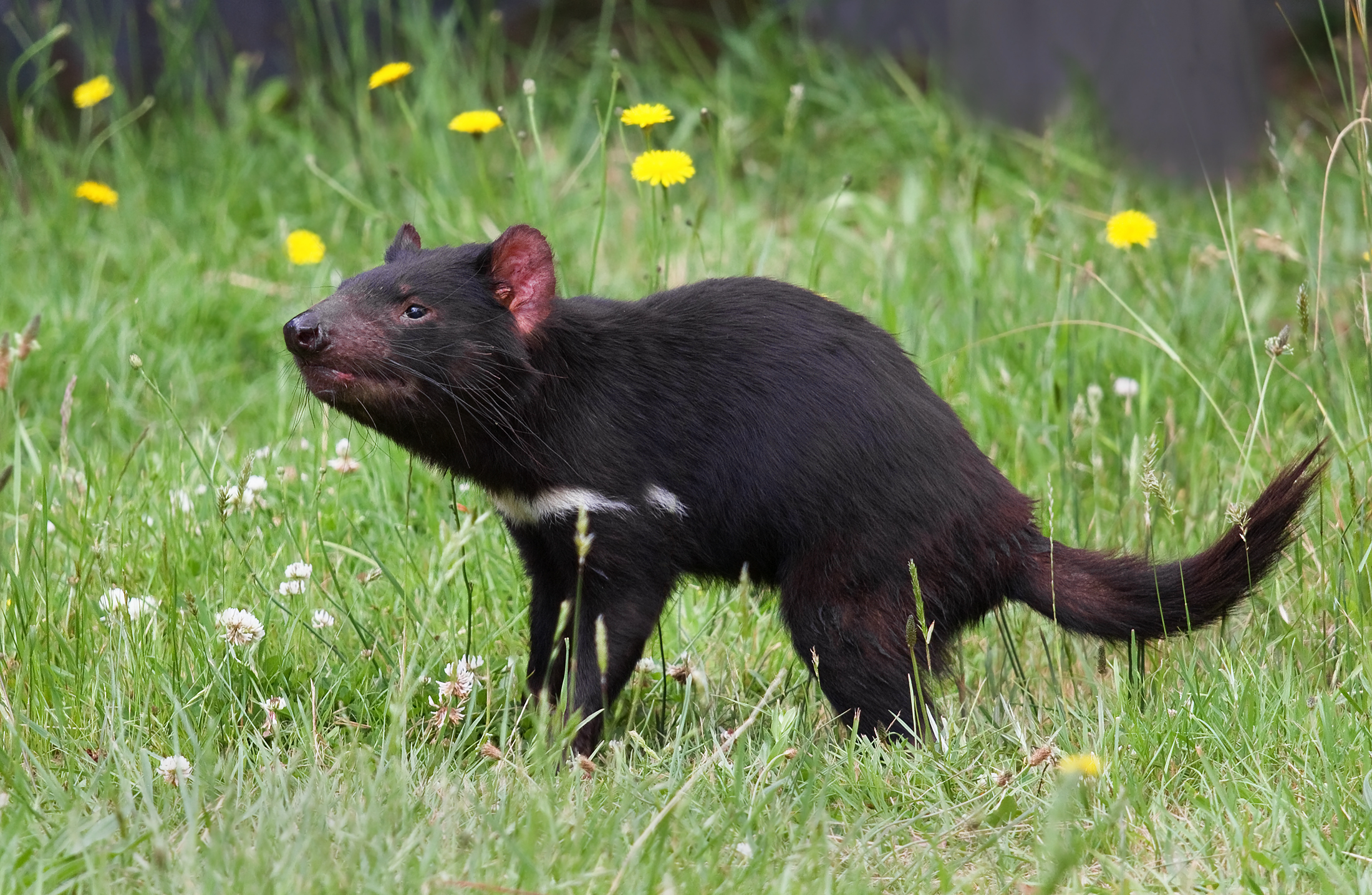 The Plight of Tasmanian Devils