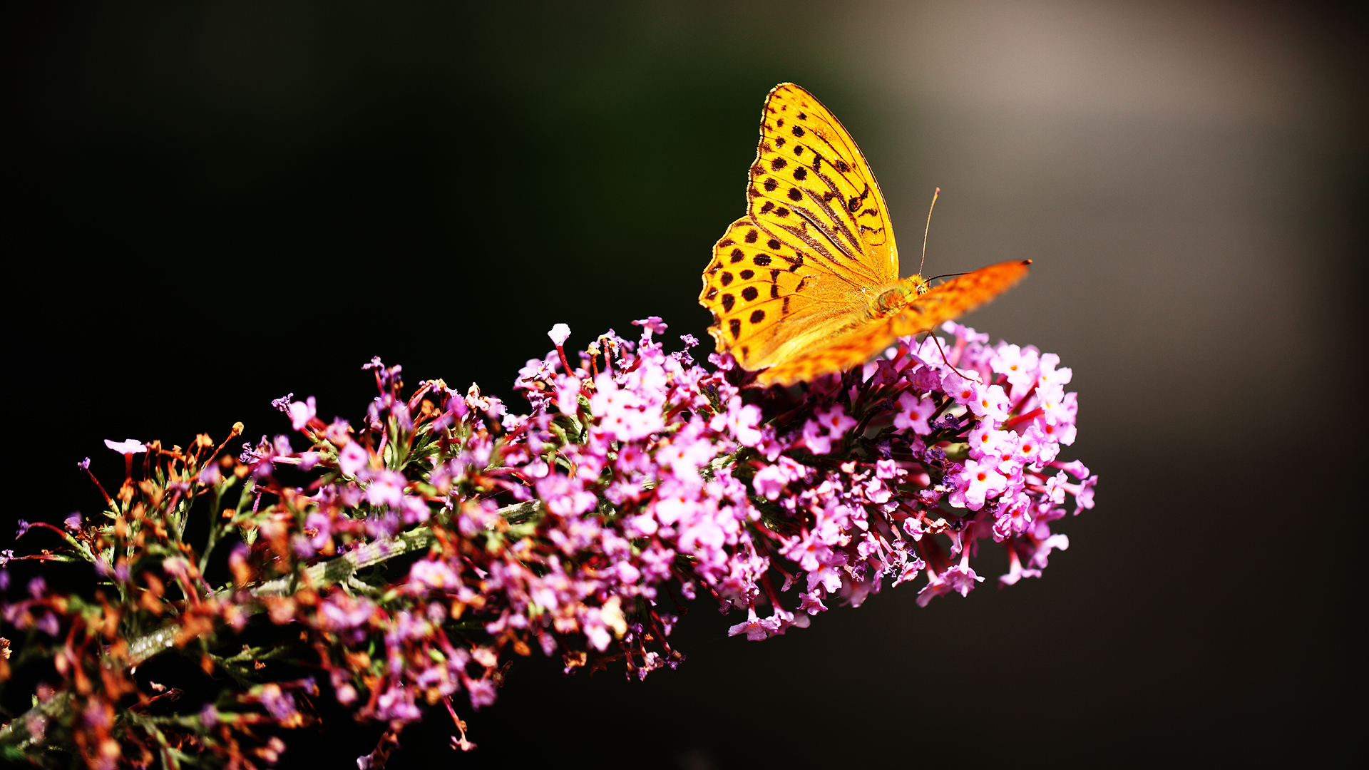 Fritillary