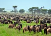 The Single Scientist Fallacy and the Serengeti Strategy